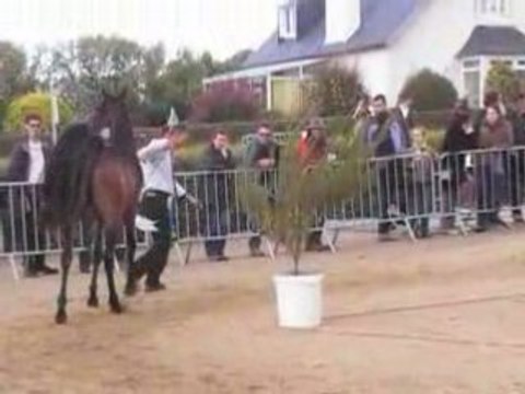 femelle DSA 2ans guimiliau