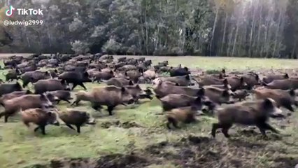 Un ejército de cientos de jabalíes hambrientos rodean un todoterreno y el conductor actúa de la forma menos pensada
