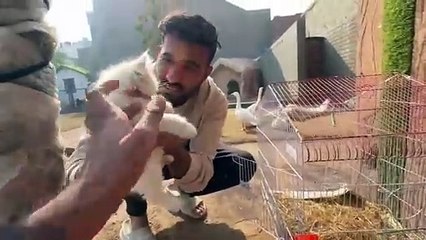 shehar mein dehat ep 141 2025 animal mini zoo Snow Bell Ko New Home Main Shift Kr Dia