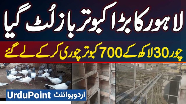The Big Pigeon Fancier Of Lahore Was Robbed - Thieves Stole 700 Pigeons Worth 30 Lakhs