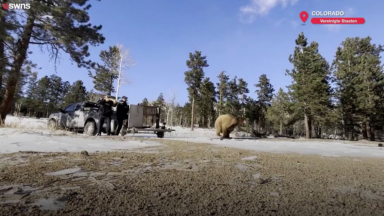 Colorado-Ranger mussten einen Bären umsetzen, der sich weigerte, mit dem Essen aufzuhören und in den Winterschlaf zu gehen