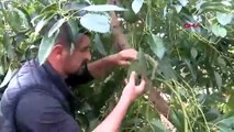 Antalya'da denemek için dikmişti, şimdi yılda 21 ton ürün alınıyor!
