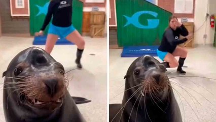 Hulvaton video: Yritä olla nauramatta tälle tanssivalle hylkeelle