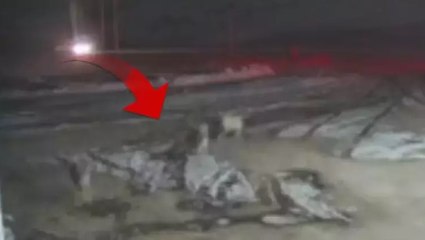 Kurt sürüsü, Kangal köpeklerine saldırdı