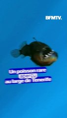 Une baudroie abyssale aperçue au large de Tenerife