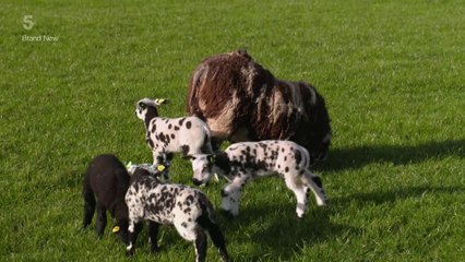 The Yorkshire Vet At Home With The Greens S01E03