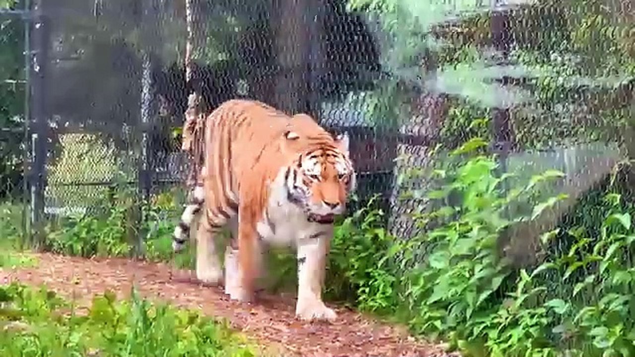 Amazing animal sounds: Cat, Dog, Cow, Chicken, Duck, Pig, Frog, Bear - Funny Animals