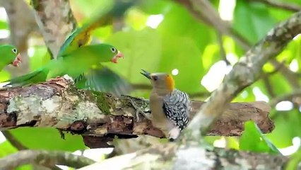 Collection of Cute Little Animals: Cat, Chicken, Duck, Dog, Cow, Horse,Elephant - Cute animal videos