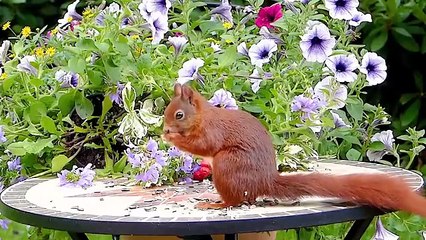 The collection of cute little animals is a vivid, colorful picture of nature. Soft cats, with big round eyes and graceful gait, always create a feeling of warmth and closeness. The chicks have golden feathers and jump around like moving cotton balls sprea