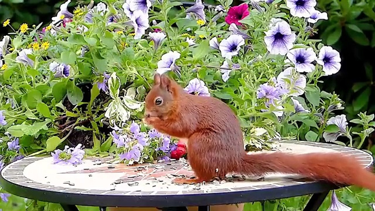 The collection of cute little animals is a vivid, colorful picture of nature. Soft cats, with big round eyes and graceful gait, always create a feeling of warmth and closeness. The chicks have golden feathers and jump around like moving cotton balls sprea