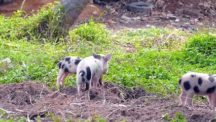 Farm animal moments: Dog, Cow, Cat, Sheep, Rabbit, Chicken, Duck, Pig - Farm Animal Sounds