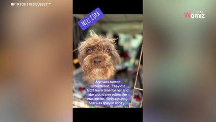 « Pas de temps pour lui » : ils abandonnent leur chiot de 10 mois sans un regard (vidéo)