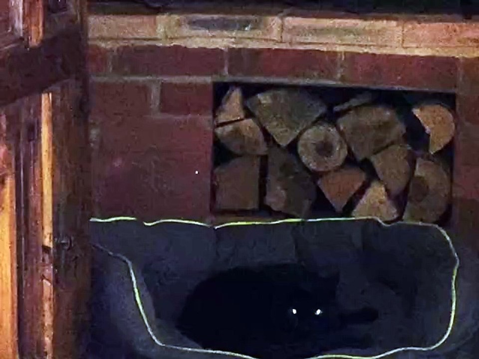 🐾 Welcome to our newest video on FelineAndCanine, the ultimate realm for p
