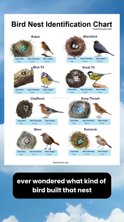 Bird Nest Identification Chart | Identify Different Bird Nests
