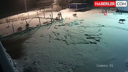Kurtlar Köye İndi, 15 Köpeği Telef Etti
