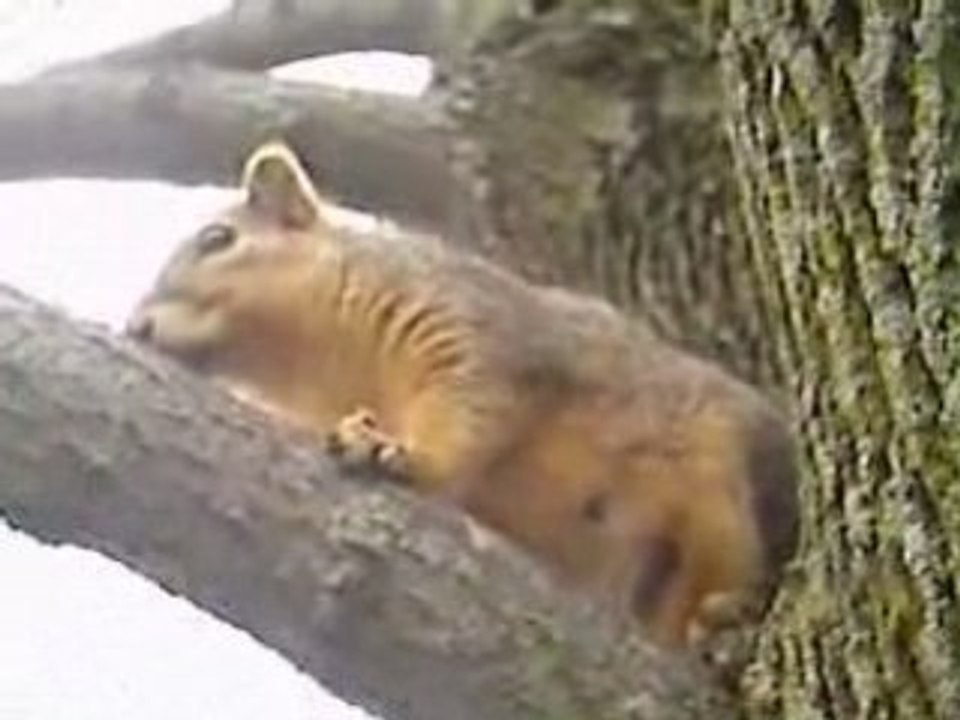Mr. Squirrel