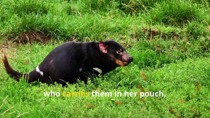 Fun Tasmanian Devil Facts, Why Do They Scream So Loud?