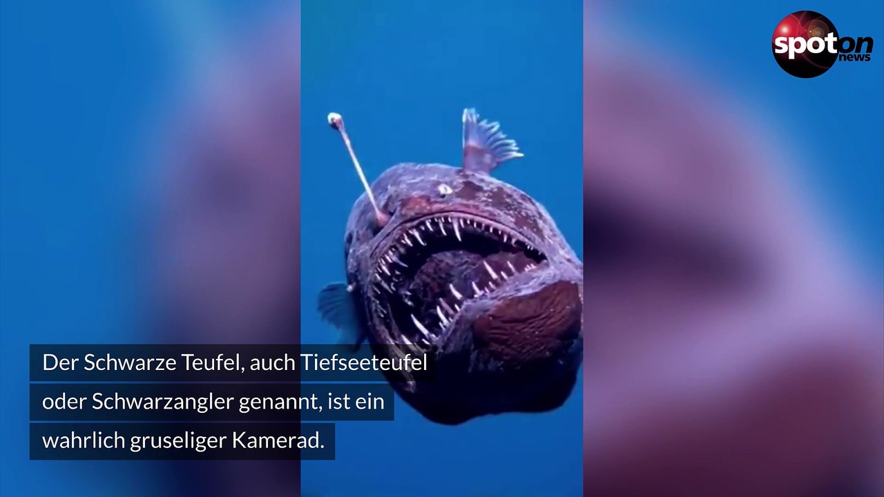 Spektakuläre Aufnahmen: Gruseliger Tiefseefisch gefilmt