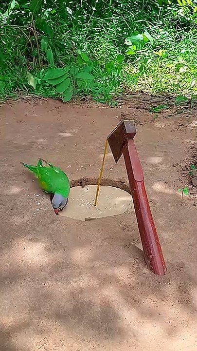 forest-Amazing_Quick_designe_Parrot trap