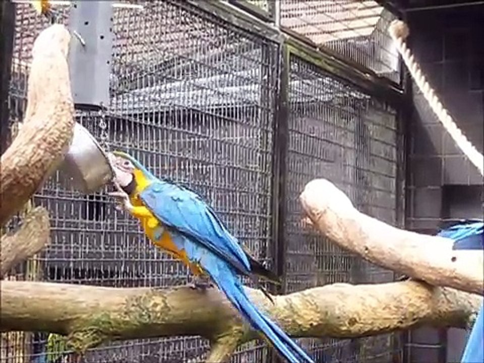 Akıllı papağan yiyeceklerine ulaşmak için çeşit çeşit problem çözüyor