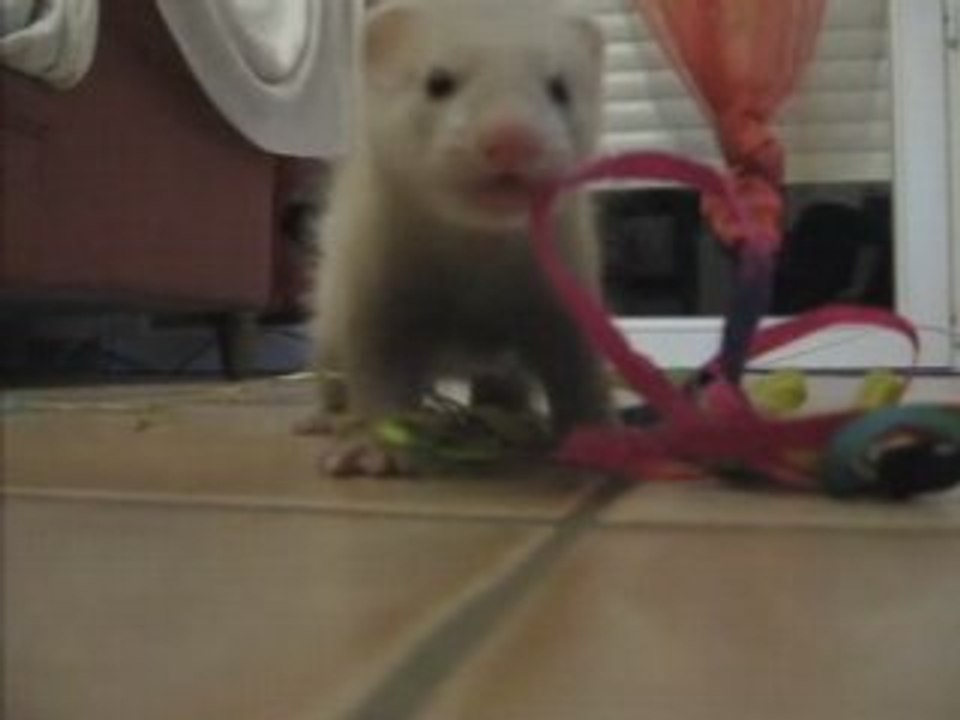 Meeko