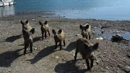 Marmaris’te yaban domuzları sahile indi