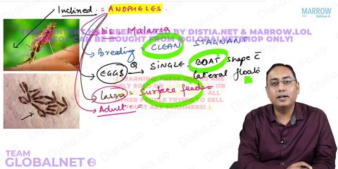 91. Entomology: Mosquitoes