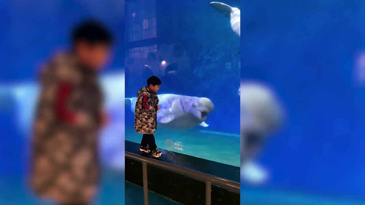 Boy and friendly beluga whale pull faces at each other