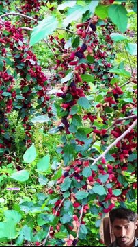 Mulberry fruit scenery|fruit scene|mulberry garden|gardening|gardening ideas at home