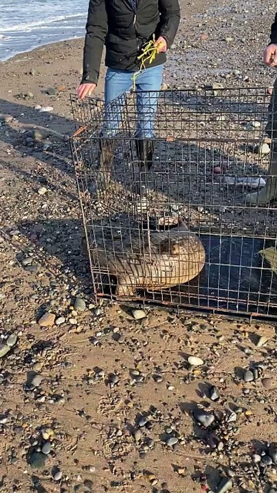 Isle of Man seal released into the sea