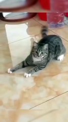 🌺 beautiful style cat fanny! fanny video #cute