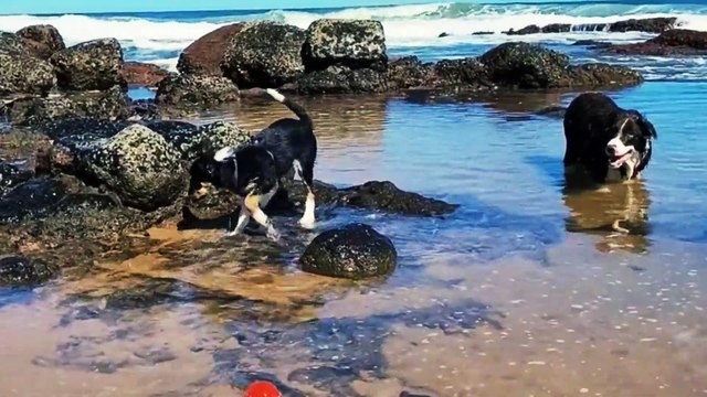 Beautiful Dog Playing in Water | Dog Playing at Beach #dogs #doglover #dogplaying #dog #doglife