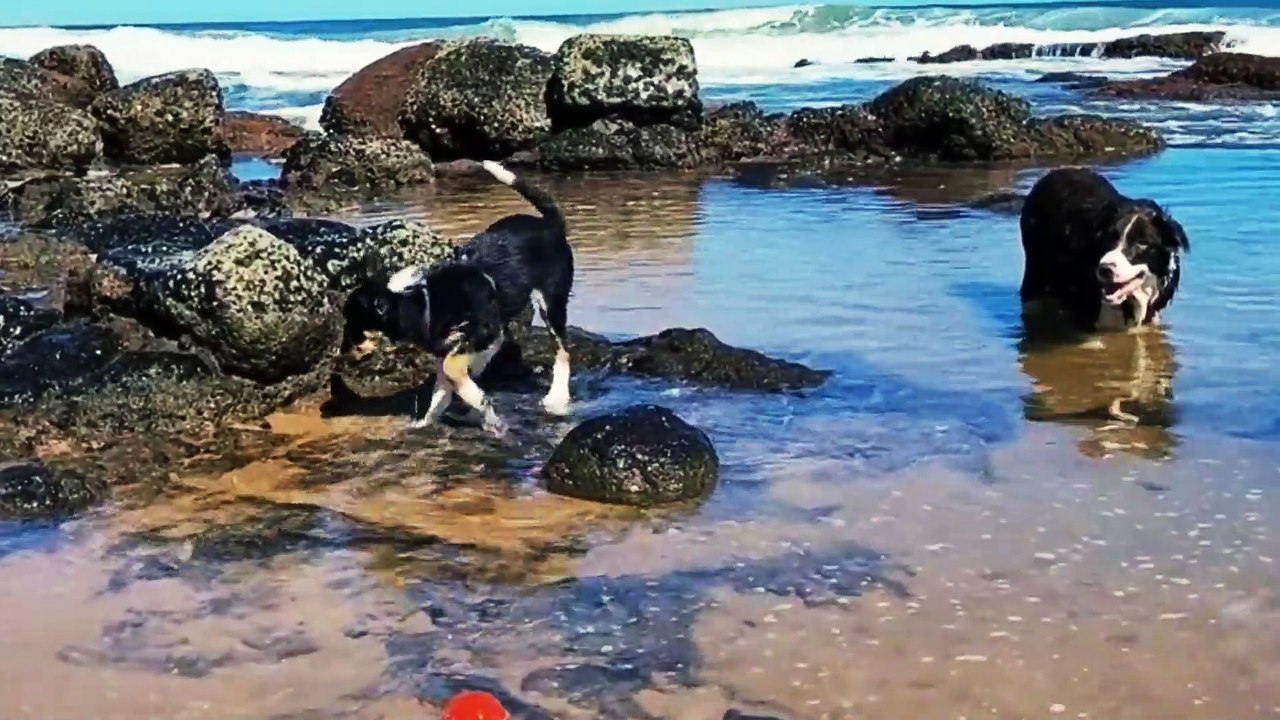 Beautiful Dog Playing in Water | Dog Playing at Beach #dogs #doglover #dogplaying #dog #doglife