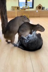 Cute animals😼❤️cute pets  #cute #FunnyCuteAnimals #animals