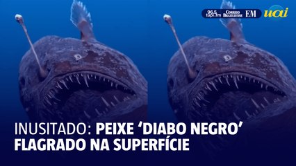 Peixe ‘diabo negro’ é flagrado em situação rara