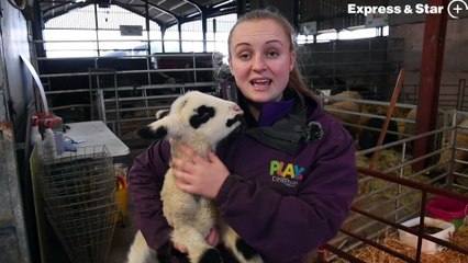 Cute newborn lambs at Lower Drayton Farm, Penkridge