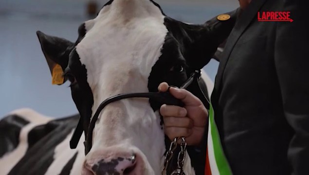 Fiera di Sant'Apollonia, a Rivolta d'Adda il concorso di bellezza delle mucche