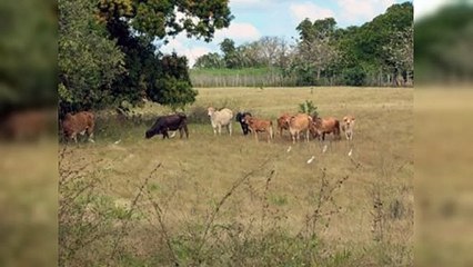 Robo de ganado en Dajabón sigue siendo queja de ganaderos