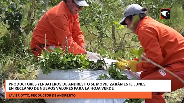 Productores yerbateros de Andresito se movilizarán este lunes en reclamo de nuevos valores para la hoja verde