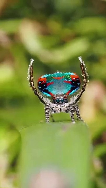 Wow!  Dance spiders