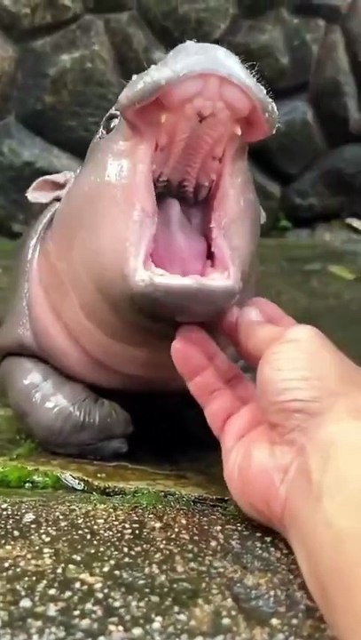 baby hippos
