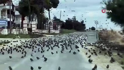 Sürücüler ne olduğunu anlayamadı! Bir anda onlarca sığırcık yolu istila etti