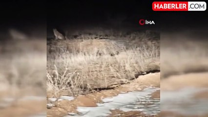 Nesli Tehlike Altındaki Kafkas Vaşağı Gece Avlanırken Görüntülendi