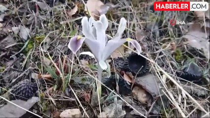 Malatya'da Kar Yağışı Sürerken Pütürge'de Badem Ağaçları Çiçek Açtı