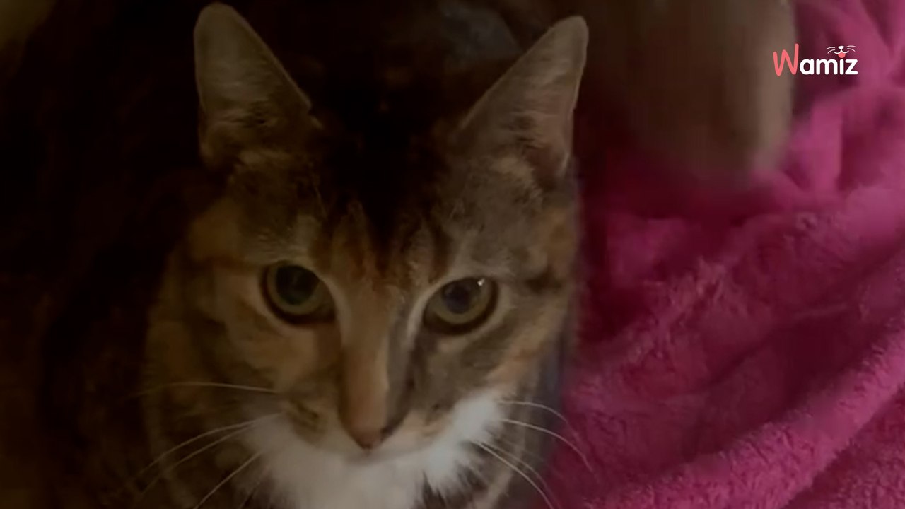 Rescued rabbit finds love and an unexpected new job (video)