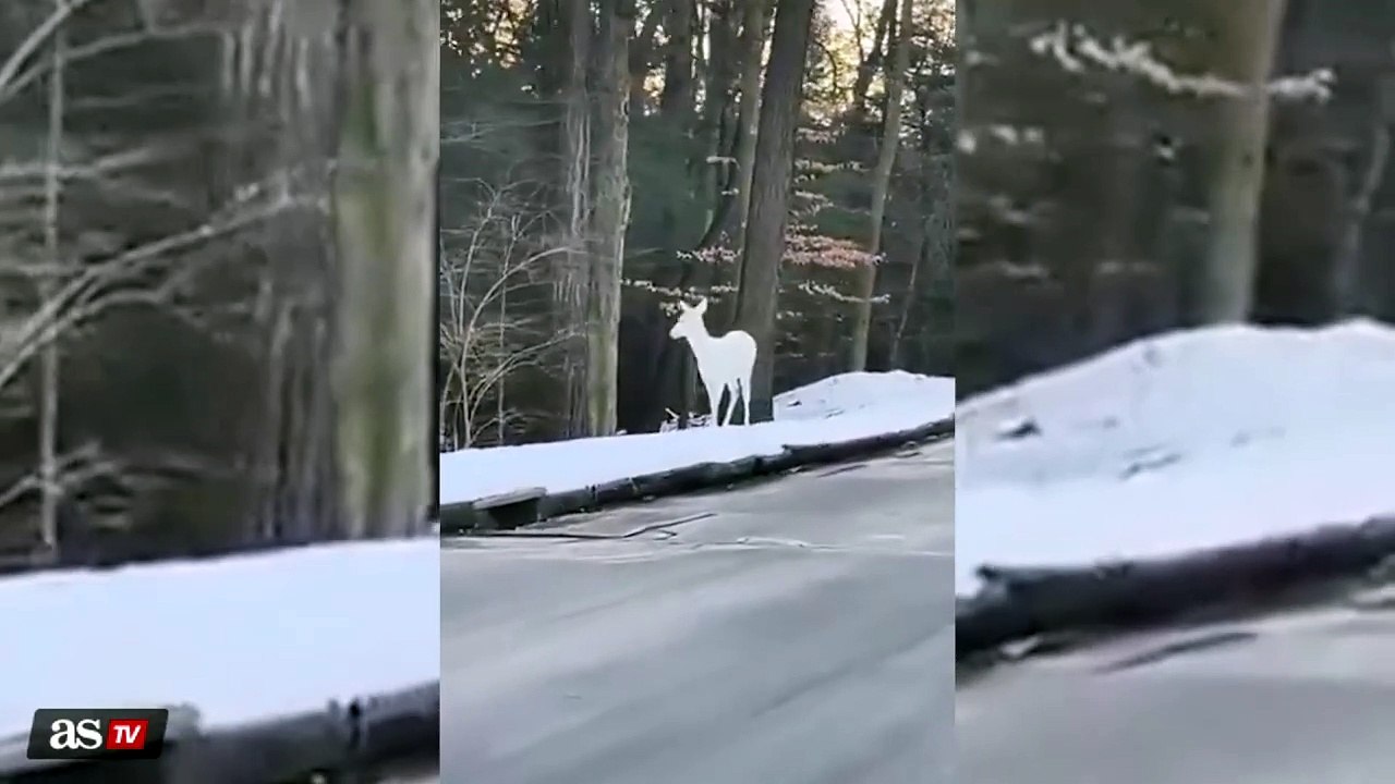 Ven una de las especies más únicas del planeta: un ciervo albino