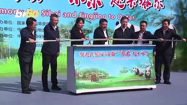 A Special Ceremony For These Traveling Pandas Is Exactly What The Doctor Ordered