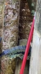 Lagartos se vingam e invadem de novo casa de moradora do Campeche, em Florianópolis