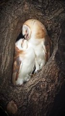 Two Barn Owls Share Playful Moment