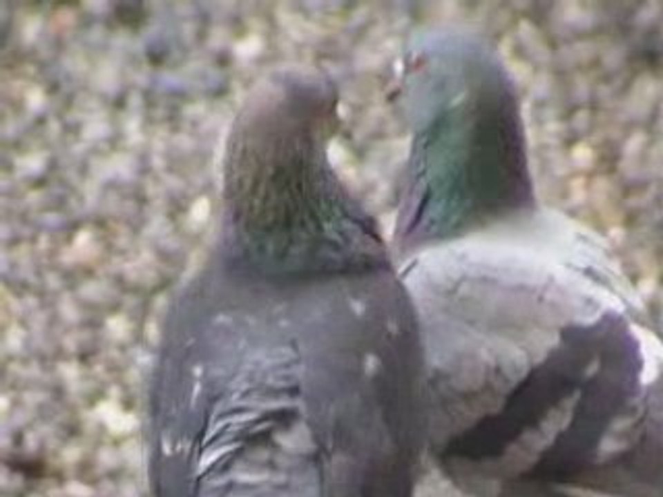 2 pigeons